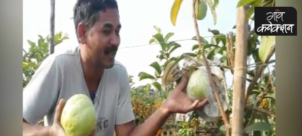किसान का दावा : जीरो बजट खेती के तरीके से सिर्फ एक साल में अमरूद के पौधे से लिए फल
