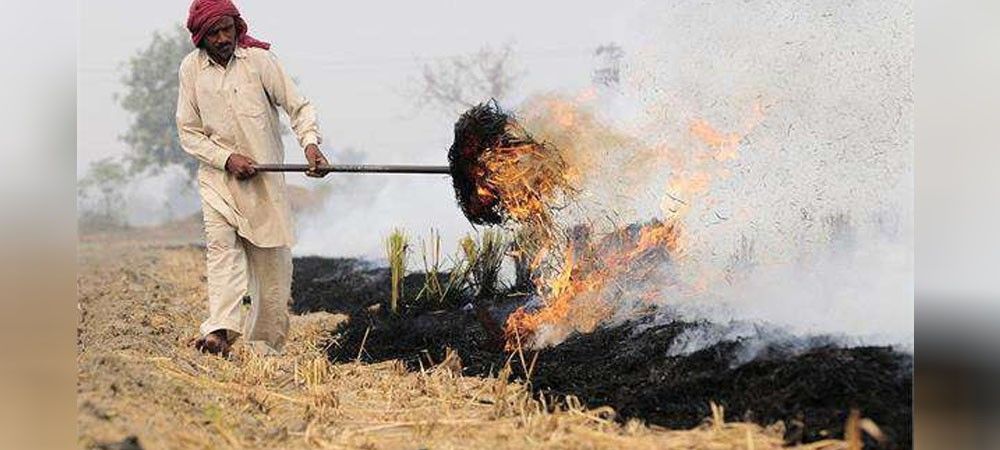 पराली जलाने से रोकने के लिए पंजाब सरकार बंद कर सकती है धान की खेती