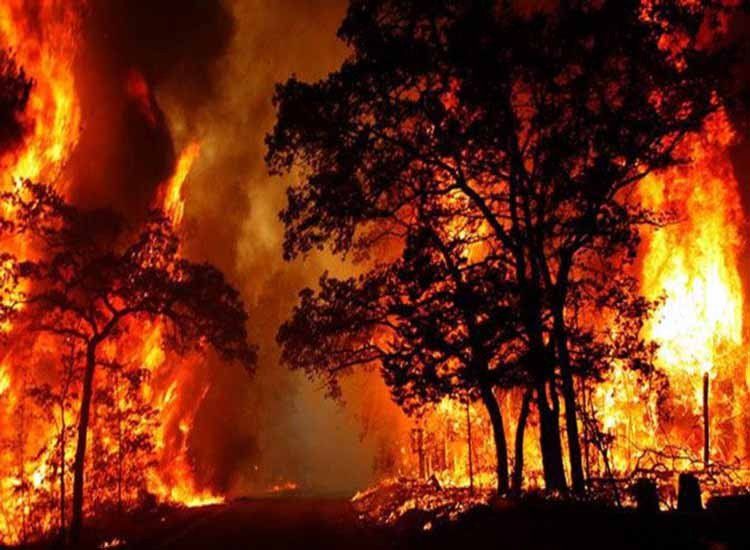 उत्तराखंड के जंगलों में भीषण आग से अब तक 6 की मौत
