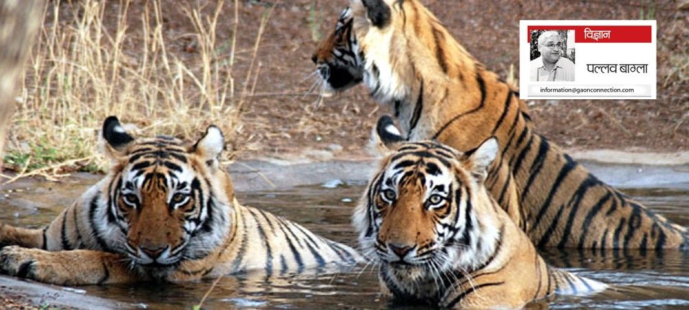 दो बाघों को बचाने से लाभ, मंगलयान के खर्च से अधिक