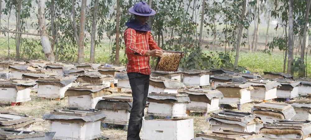 मधु संदेश परियोजना ने बारामती के किसानों का बदला जीवन