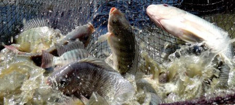 मछली पालन की सही जानकारी लेकर पाल सकते हैं छह तरह की मछलियां