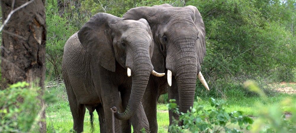 यूपी: 5 मई से की जाएगी खीरी के जंगलों के हाथियों की गीनती