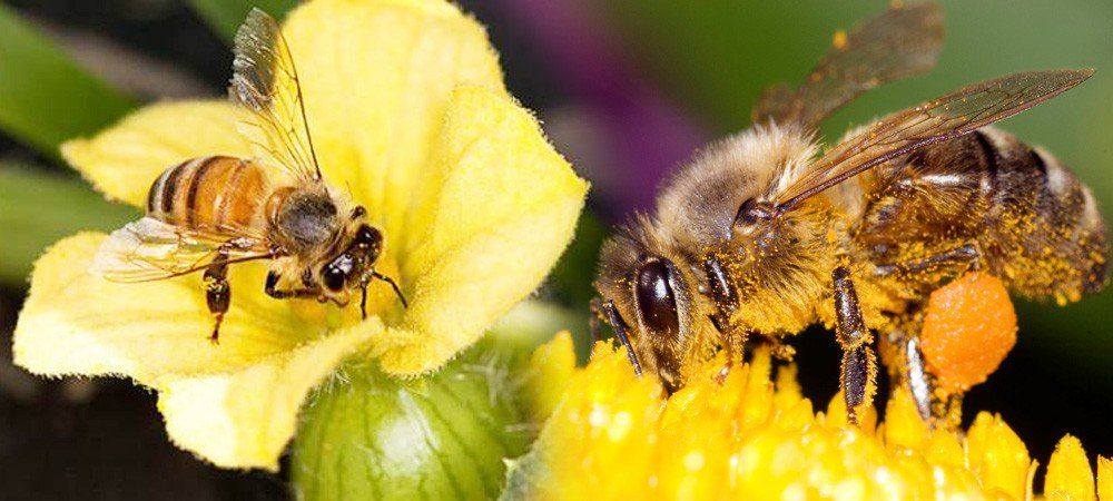 किसानों की अच्छी दोस्त होती हैं मधुमक्खियां, फसल की पैदावार बढ़ाने में करती हैं मदद