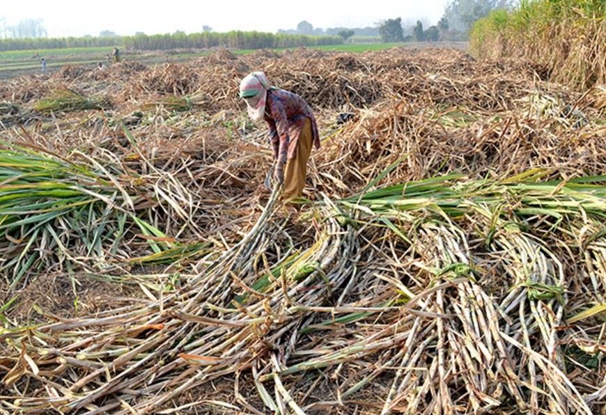 चीनी मिलों पर गन्ना किसानों का बकाया घटकर 6,225 करोड़ रुपए