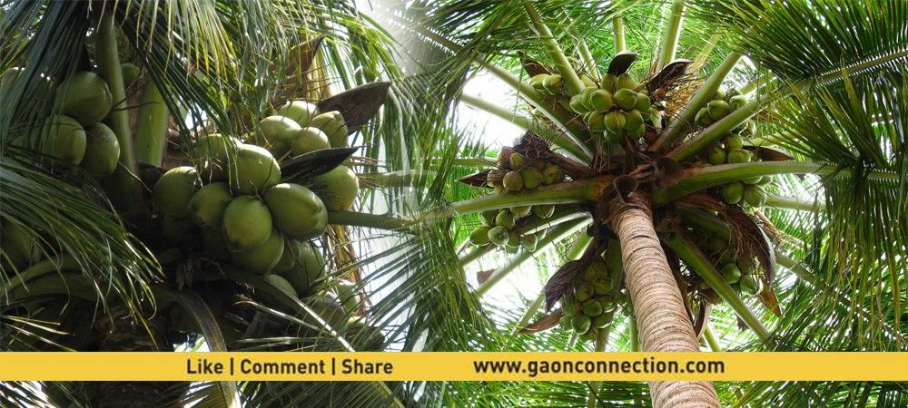 देश में एक करोड़ से अधिक लोगों की जीविका नारियल की फसल पर निर्भर