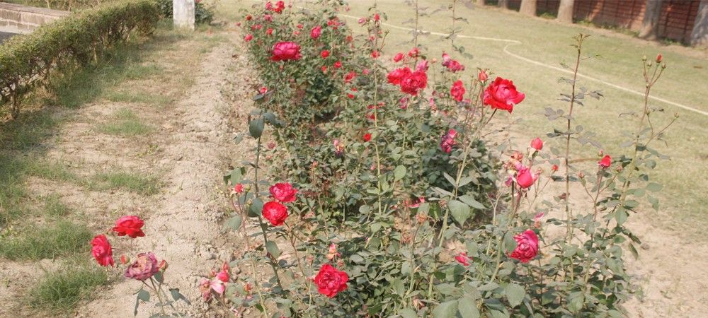 वैलेंटाइन डे पर किसानों के लिए खुशबू न बिखेर सकेगा गुलाब