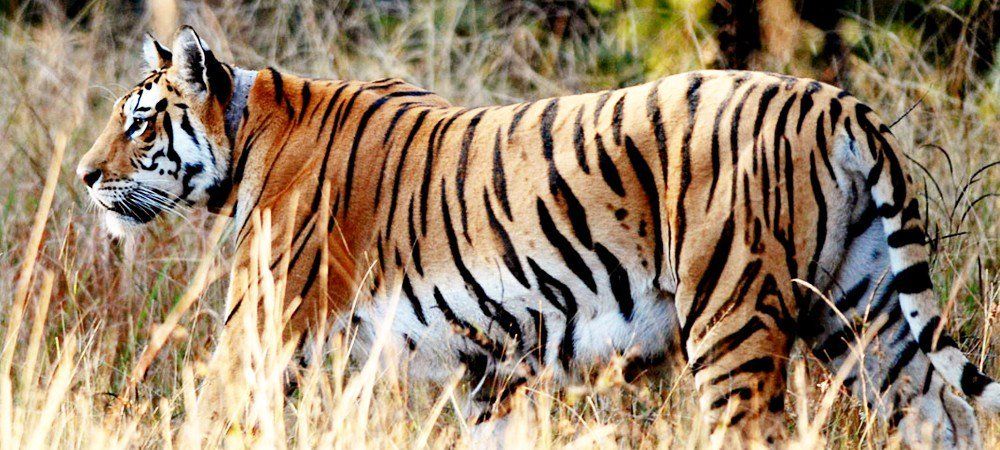 साल 2016 में सबसे ज़्यादा शिकार, लेकिन बाघों की संख्या में इजाफा.