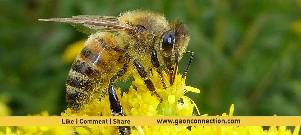 ‘बाहरी मधुमक्खियों से पौधों के अस्तत्वि पर ख़तरा’ 