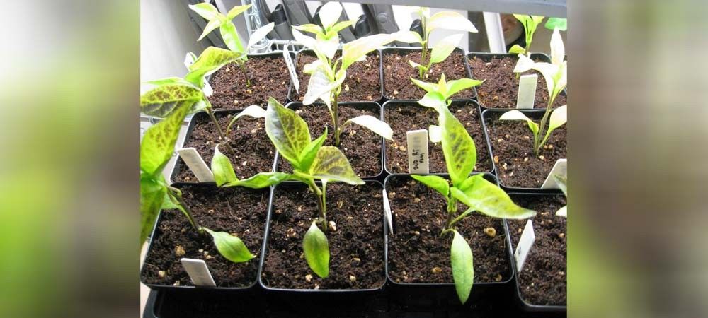 ट्रे नर्सरी के पौधों से किसान बढ़ा सकेंगे सब्जियों का उत्पादन