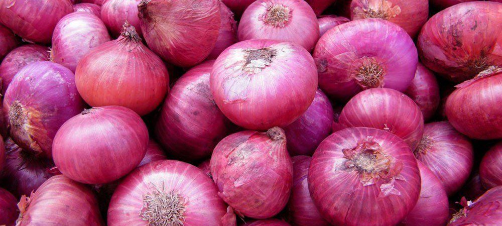 Onions, export
