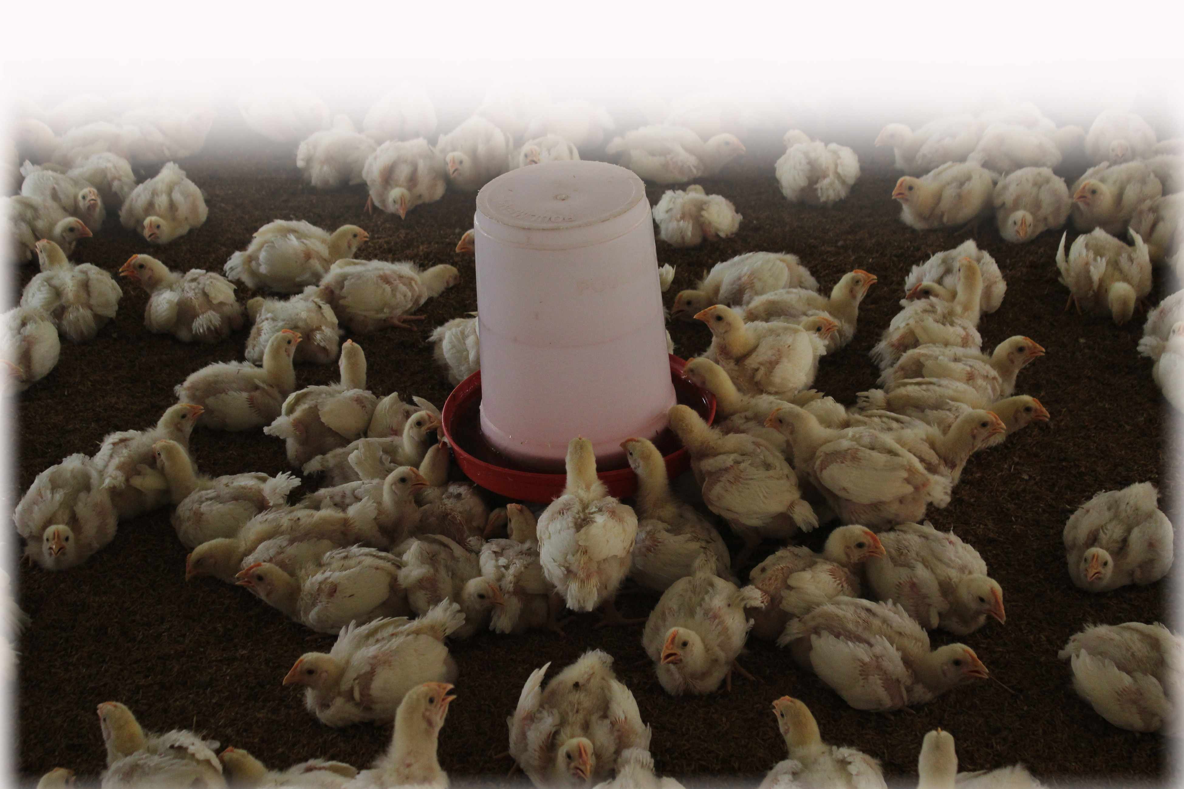 25 लाख परिवारों के जीविका पर संकट, चिकन की बिक्री पर रोक से मुर्गीपालक परेशान