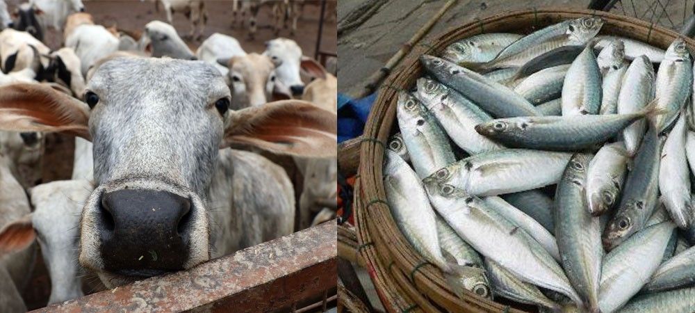 बजट 2018 : पशुपालन और मछली पालन के लिए भी मिलेगा किसान क्रेडिट कार्ड