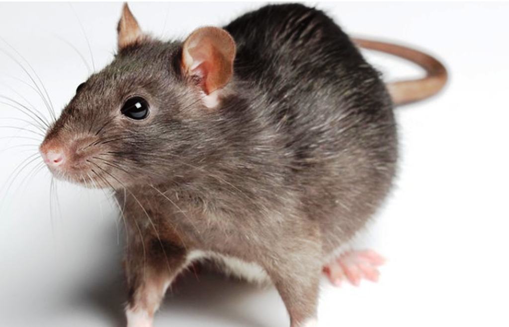 बिहार : चूहों पर लगा अब तक का दूसरा सबसे बड़ा आरोप  
