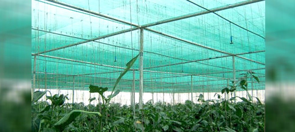 नेट हाउस खेती से किसान कमा सकते हैं तिगुना मनाफा   