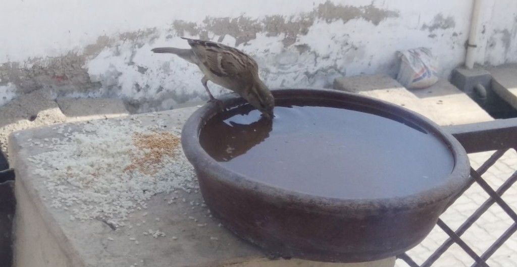 हर साल गर्मी में पानी की कमी से मर जाते हैं पशु-पक्षी, आप बचा सकते हैं उनकी जान