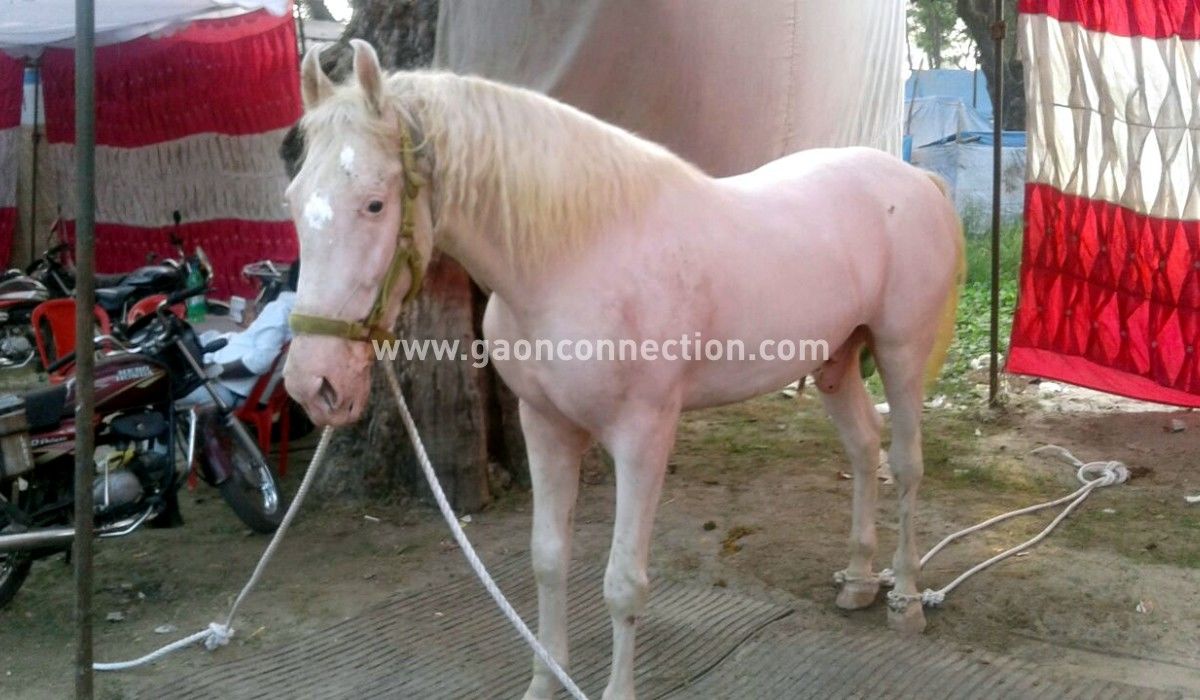 51 लाख रुपए का है ये घोड़ा, पशु मेले में बना आकर्षण का केंद्र