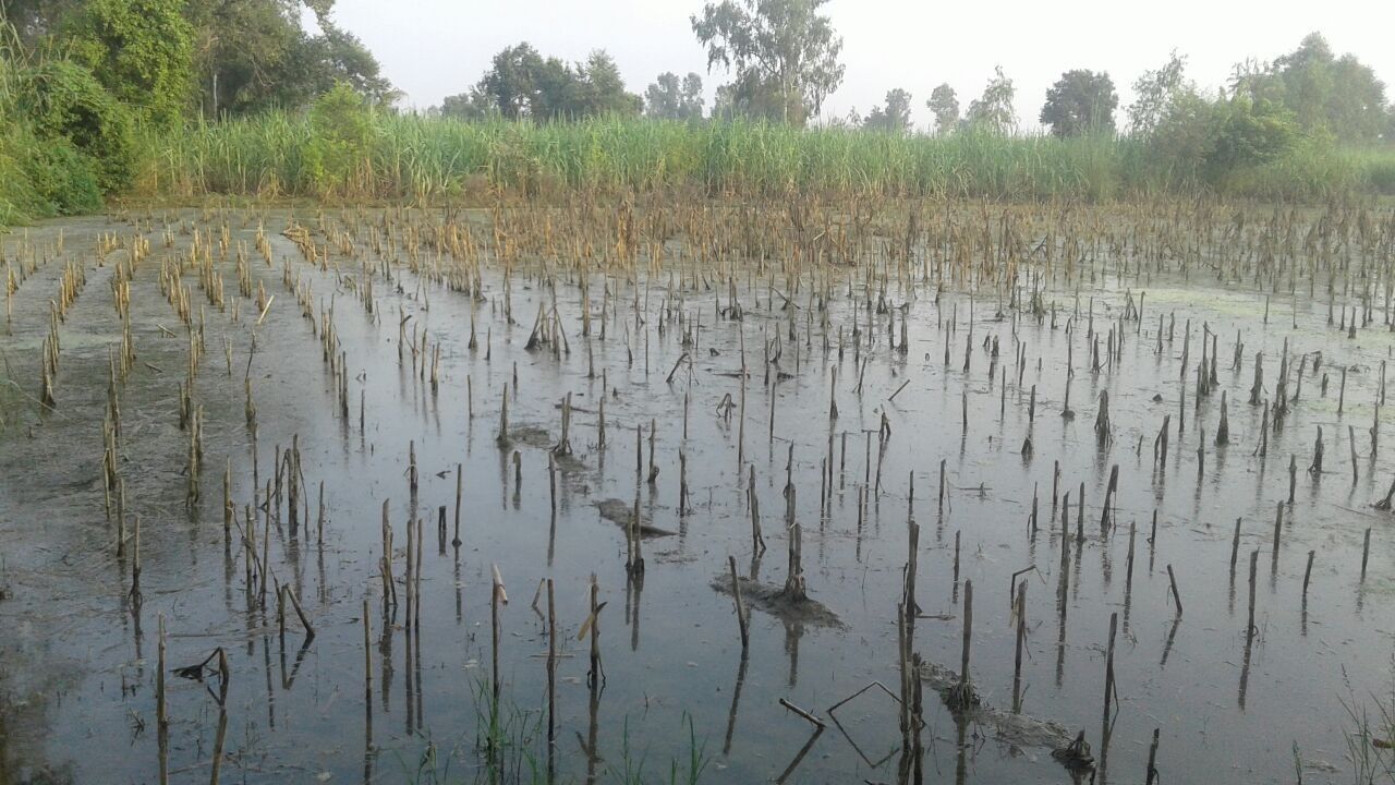 गंगा में जल स्तर बढ़ने से डूब गई किसानों की मेहनत  