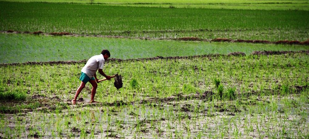 इस साल सस्ता हो सकता है चावल, बारिश से धान के बंपर उत्पादन की उम्मीद