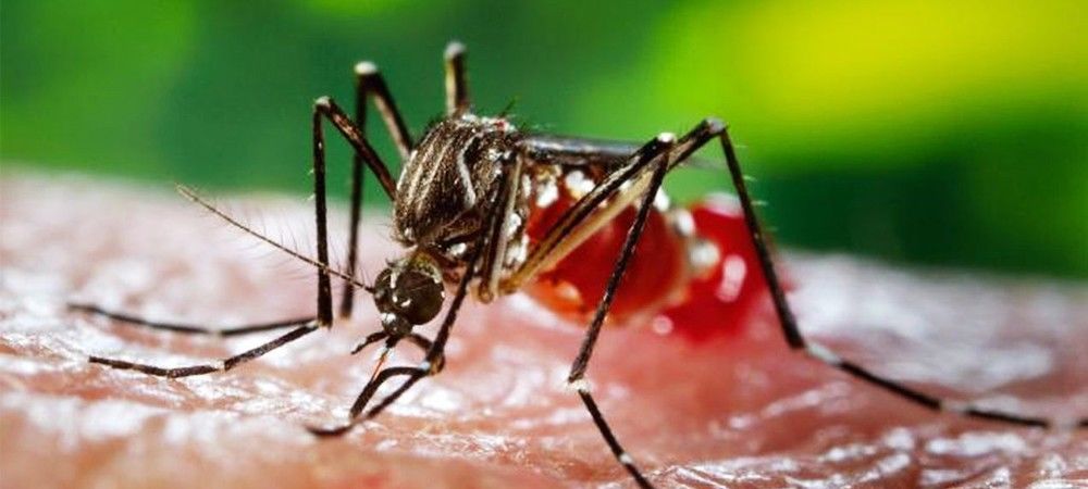 मिजोरम में लगभग 600 लोग डेंगू से प्रभावित 