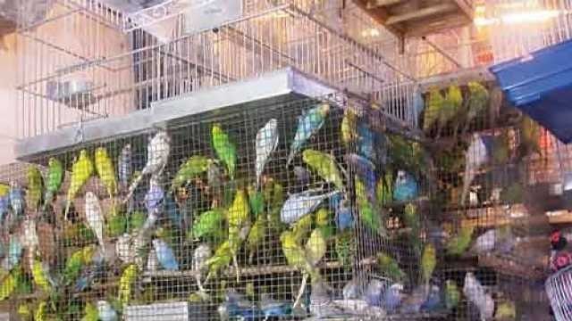 देश में 22 अवैध चिड़िया बाजार, सबसे बड़ा बाजार लखनऊ के नक्खास में 
