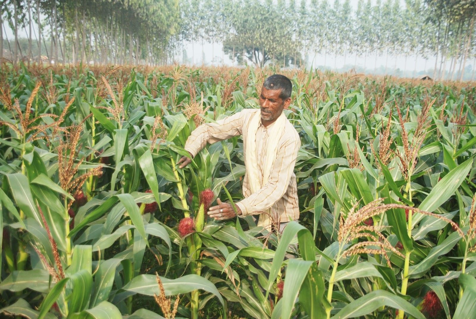 कृषि मंत्री बोले, भारत में बढ़ी जैविक खेती
