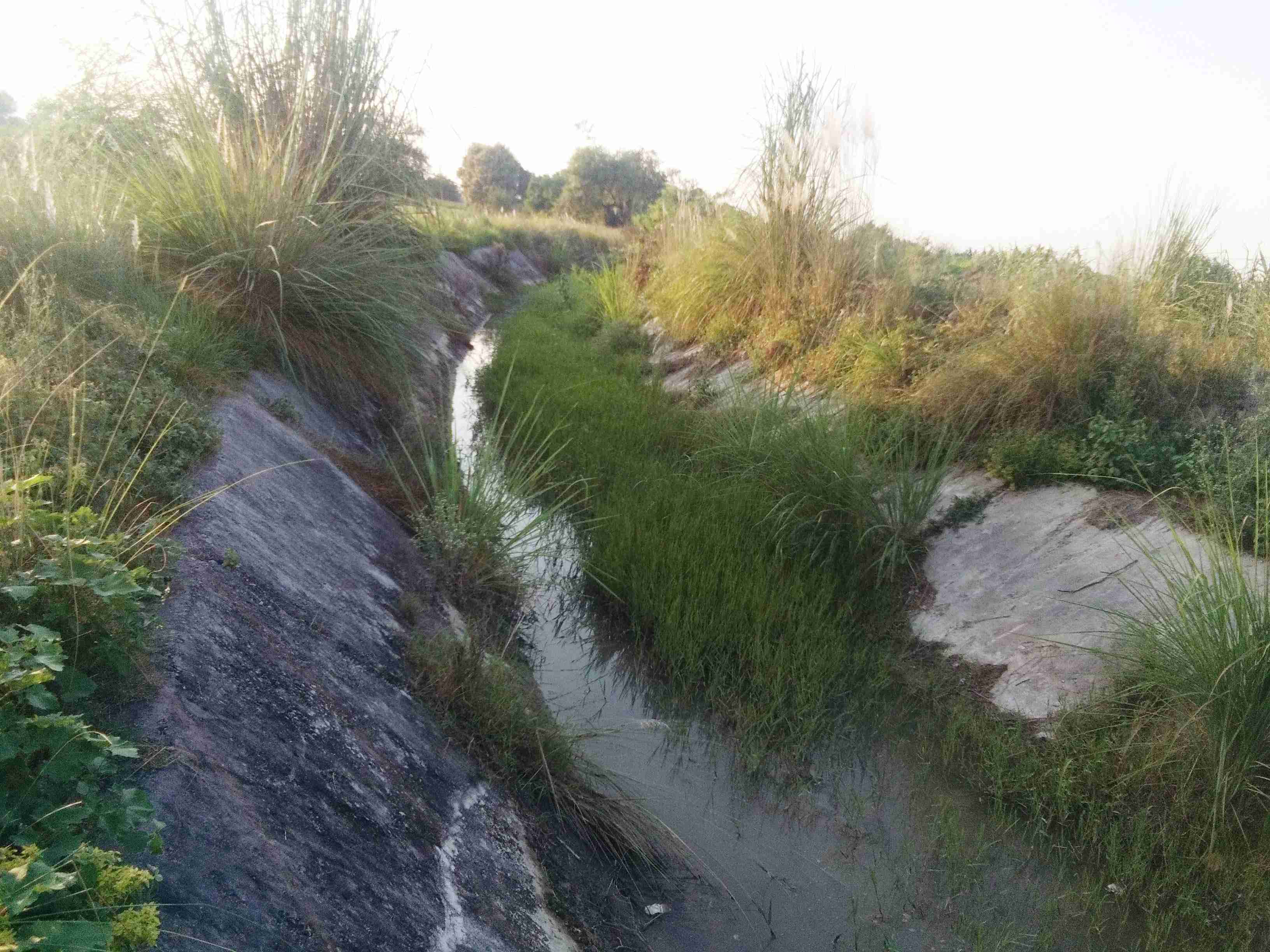 औरैया में माइनर और नहरों में पानी न आने से धान की फसल पर संकट