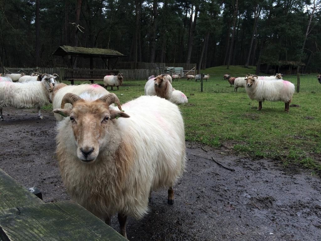 पढ़िए कैसे नागालैंड में बकरी पालन बन रहा मुनाफे का सौदा 