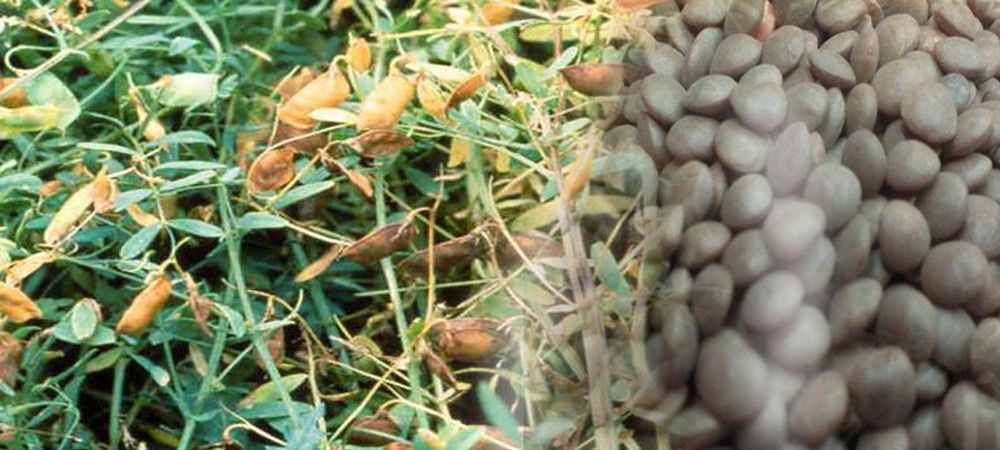 किसानों के लिए खुशखबरी, भारतीय कृषि वैज्ञानिकों ने  मसूर की  नई प्रजाति की विकसित, बढ़ेगी पैदावार