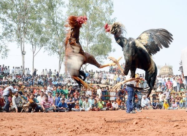 आंध्र, तेलंगाना में मुर्गों की लड़ाई पर रोक बरकरार