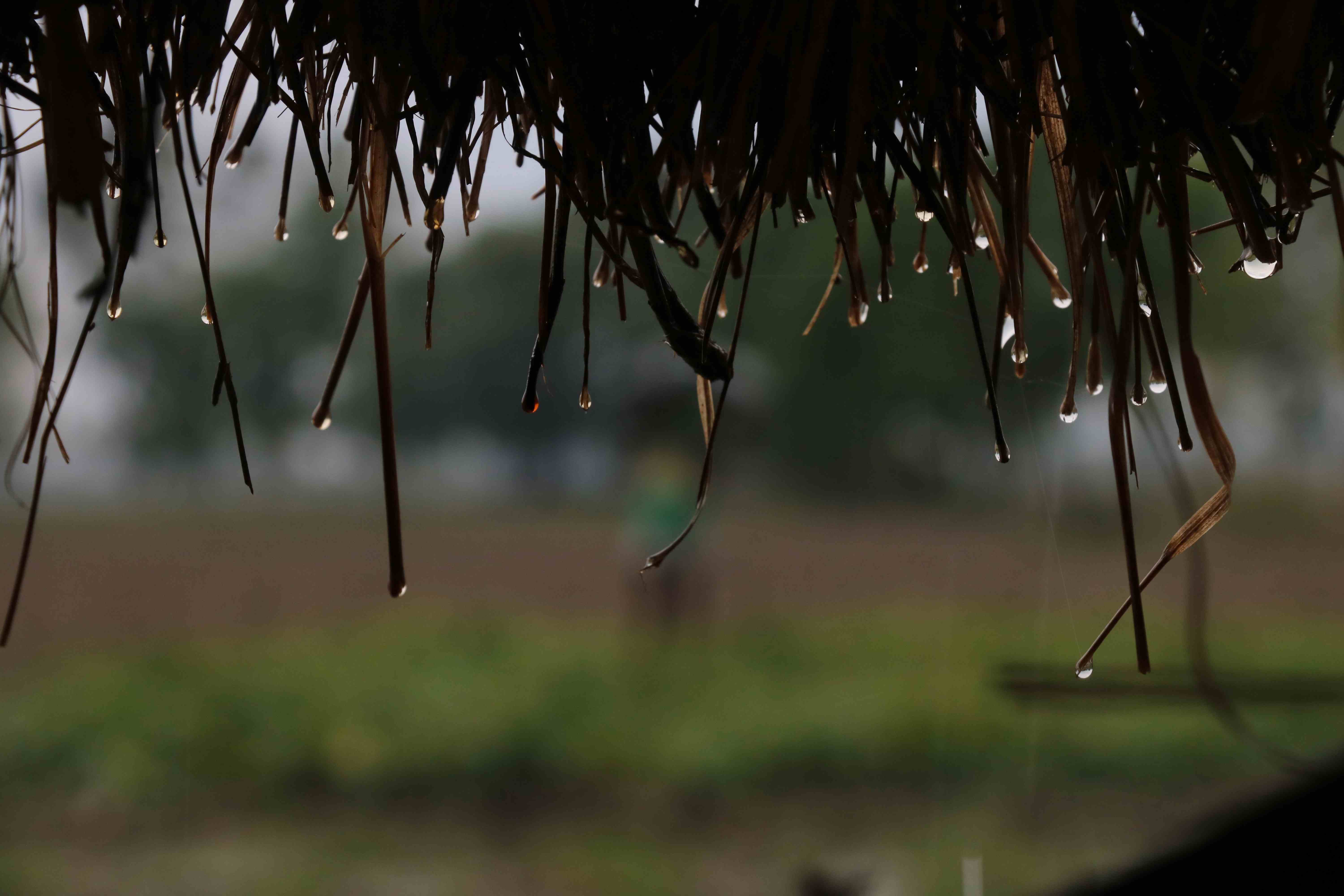 मानसून ने दिया धोखा, यूपी में  अभी तक कम हुई 25 फीसदी बारिश, कई जिलों में पड़ सकता है सूखा
