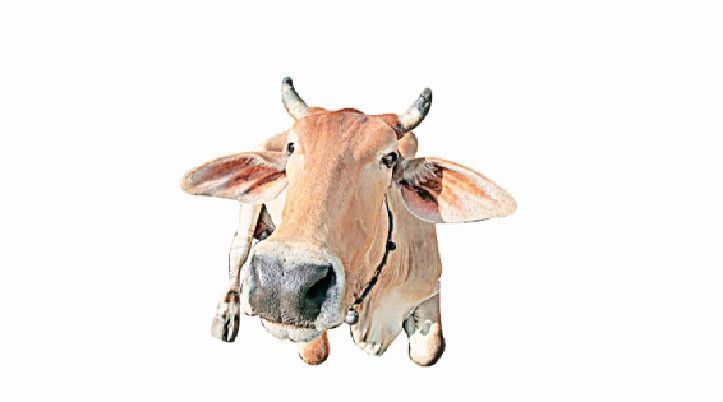 देशी गायों का दूध बीमारियों से लड़ने में सक्षम