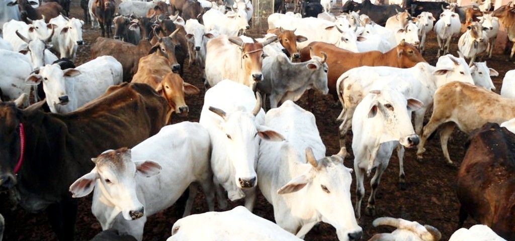 गाय को राष्ट्रीय पशु घोषित किया जाए : राजस्थान हाईकोर्ट