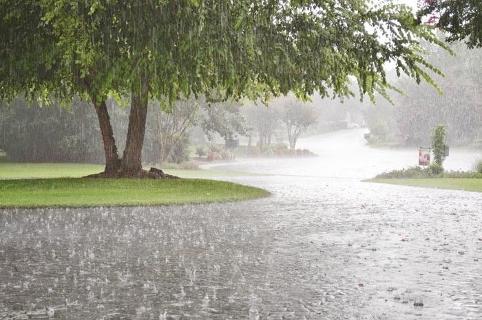पंजाब, चंडीगढ़, हरियाणा में तेज़ बारिश, फसलों को खतरा