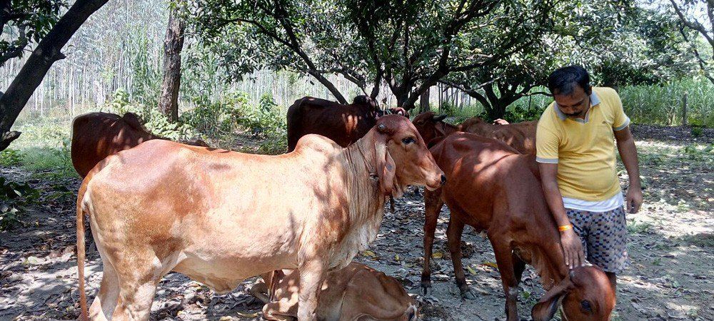 60 रुपए लीटर बिकता है  देसी गाय का दूध , गोबर से बनती है वर्मी कंपोस्ट और हवन सामग्री   