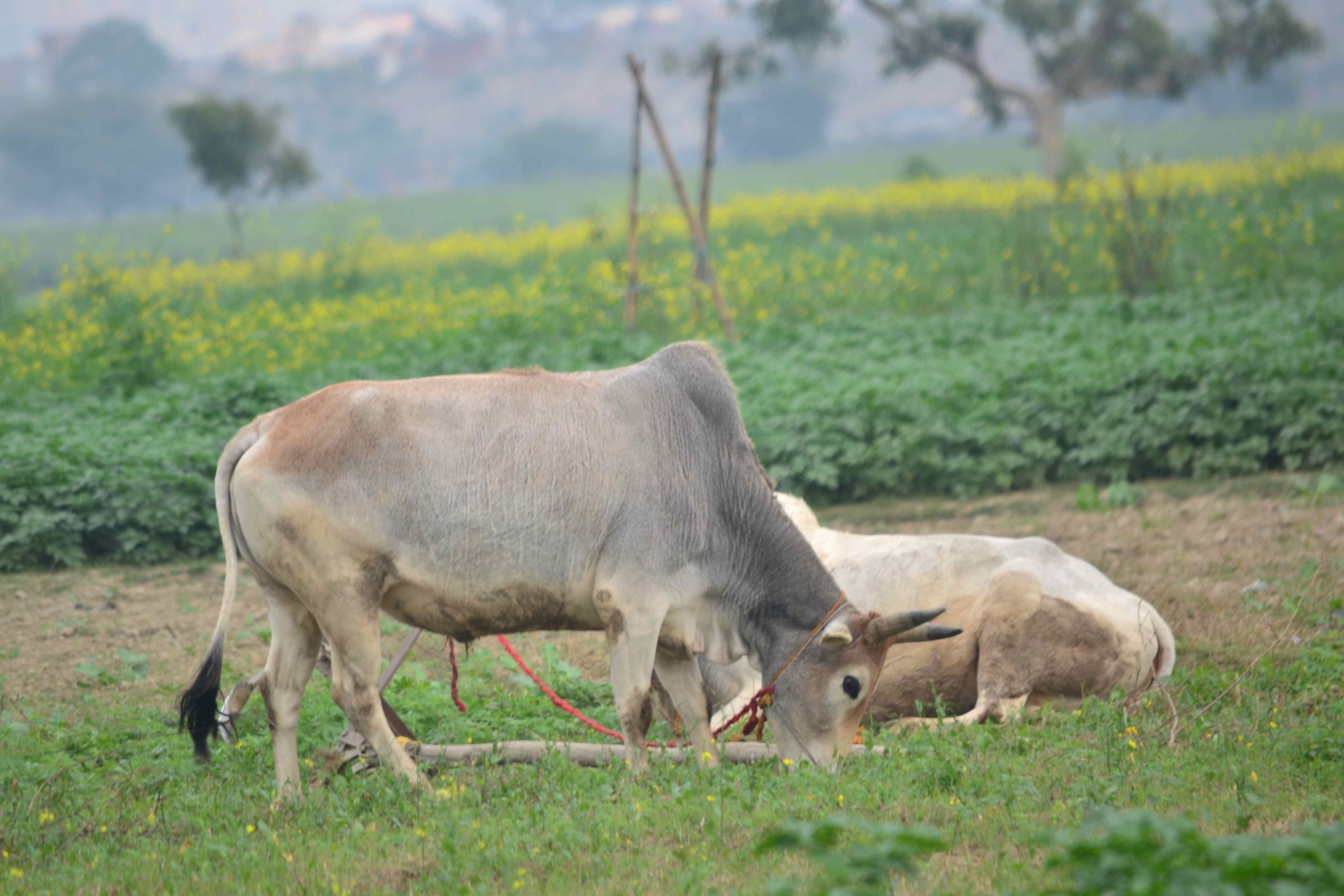 गुजरात के गोसेवा आयोग ने शुरू किया गाय पर्यटन
