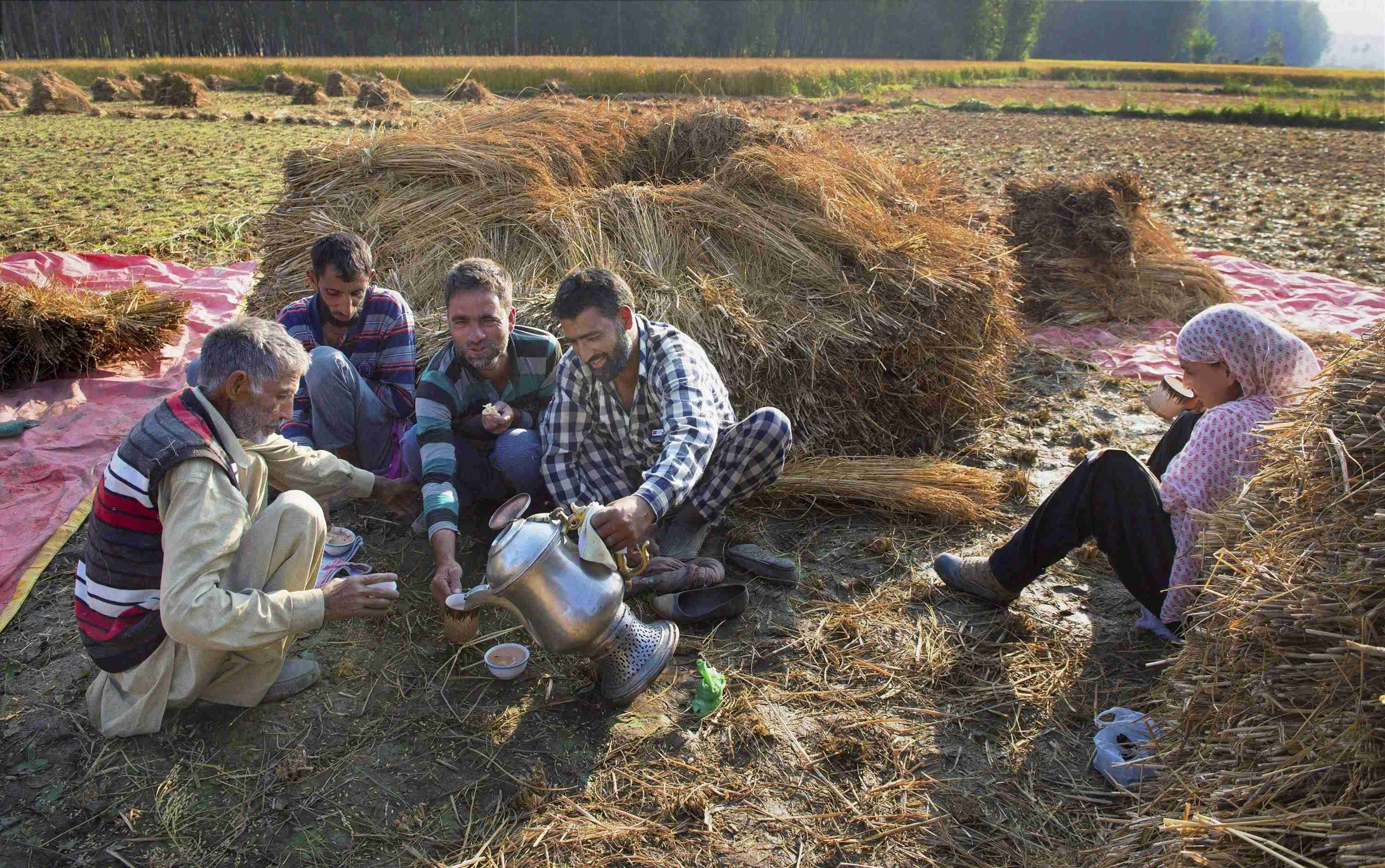 तस्वीरों में देखें धान की फसल की कटाई करते कश्मीर के किसान 