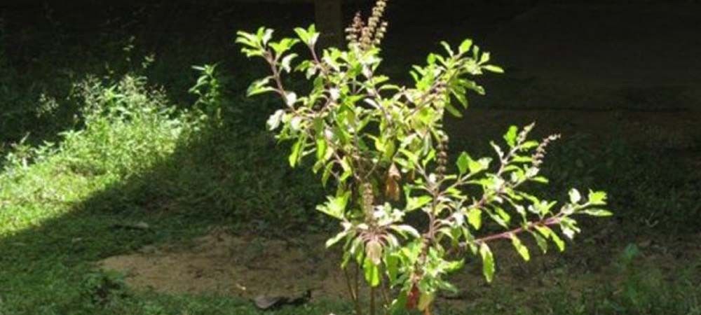आंगन में अब कम ही नजर आता है तुलसी का पौधा