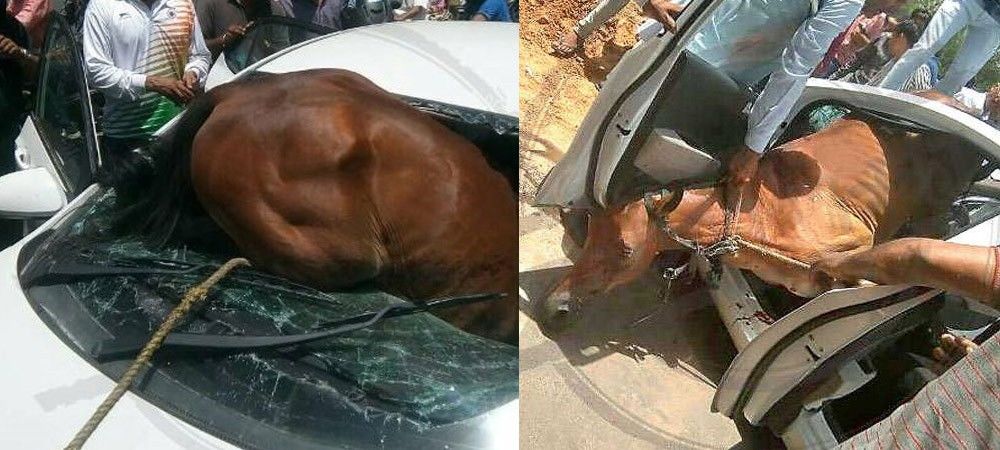 गर्मी से इंसान ही नहीं जानवर भी बेहाल, शीशा तोड़कर चलती कार में घुसा घोड़ा