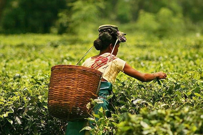 बाढ़ से उत्तरी बंगाल में चाय का उत्पादन घटा