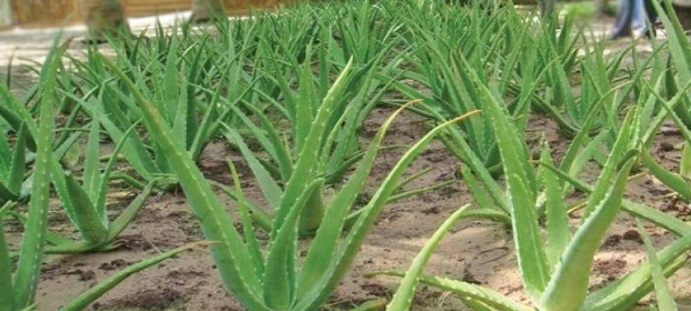 औषधीय पौधों की खेती को सरकार दे रही बढ़ावा, इन-इन फसलों पर मिल रही है सब्सिडी