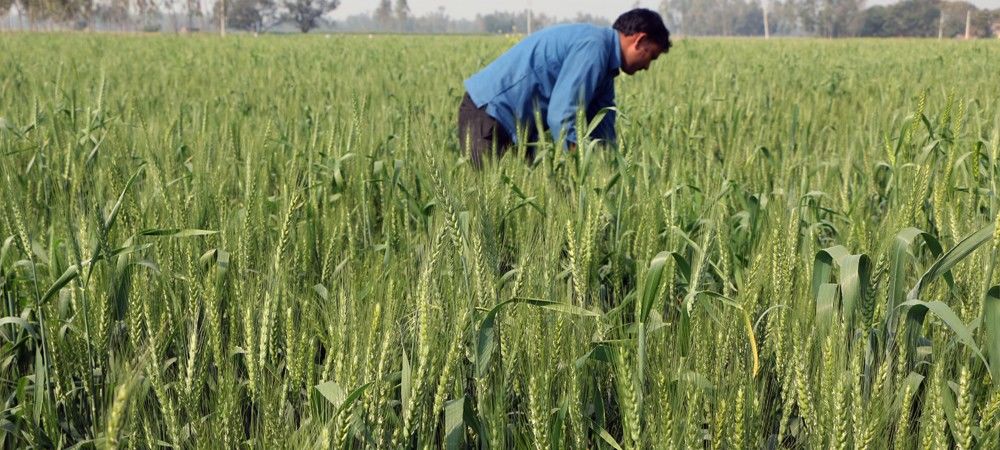 गेहूं की फसल पर फरवरी का आखिरी हफ्ता भारी, वैज्ञानिक बोले- तेज हवाओं और गर्मी से बचाने के लिए किसान करें हल्की सिंचाई