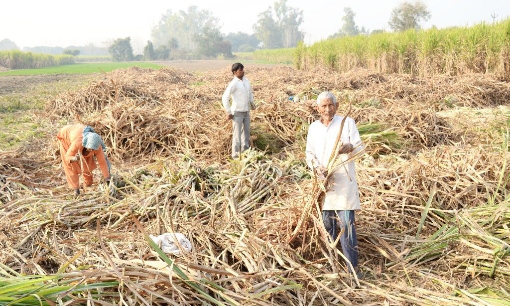 गन्ना किसान, उत्तर प्रदेश, सरदार वीएम सिंह, sugarcane farmer, sugarcane, sugarcane production in uttar pradesh