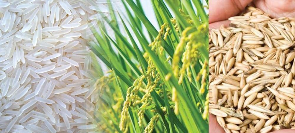 बासमती धान में भारत की बादशाहत खतरे में, चावल हो सकता है महंगा