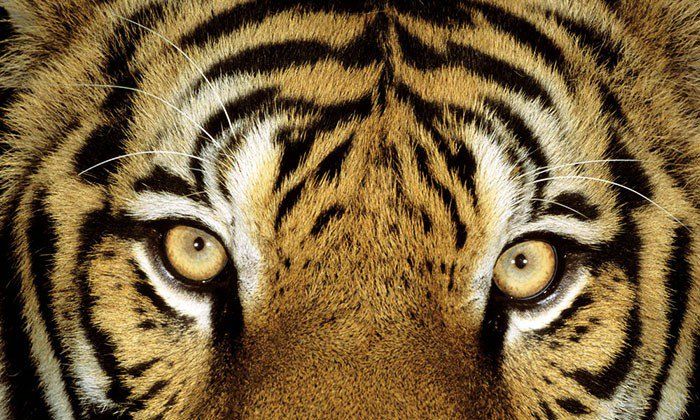 सौ दिनों से लापता देश का सबसे लोकप्रिय बाघ जय, खोज जारी