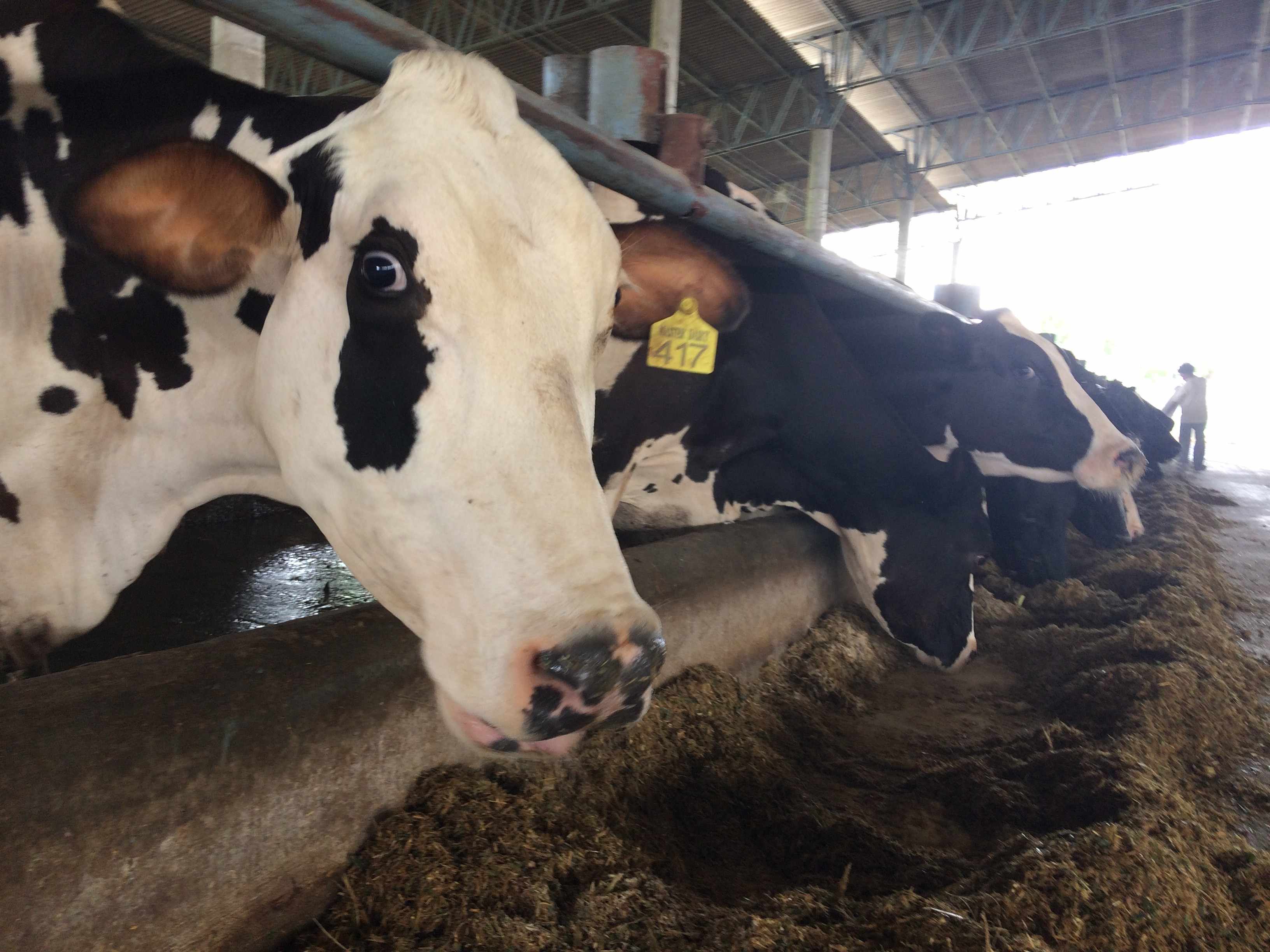 गाय भैंस समेत सभी पशुओं को जल्द लगवा लें गलाघोंटू के टीके , वर्ना ये होंगे नुकसान