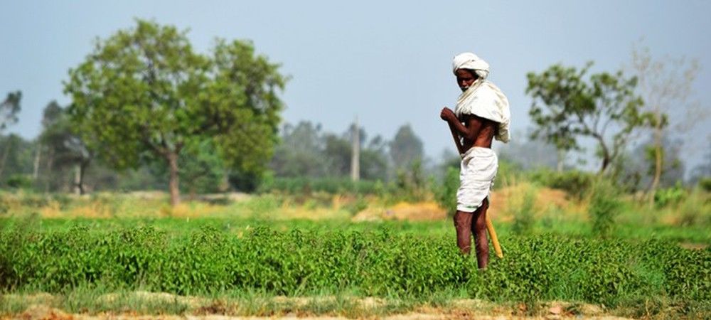 सिंचाई के लिए कम पड़ रहा है पानी तो उगाएं मोटा अनाज: कृषि विशेषज्ञ