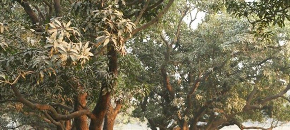 आम के पेड़ों पर खर्रा रोग के प्रकोप से बचाने के लिए करें ये उपाय