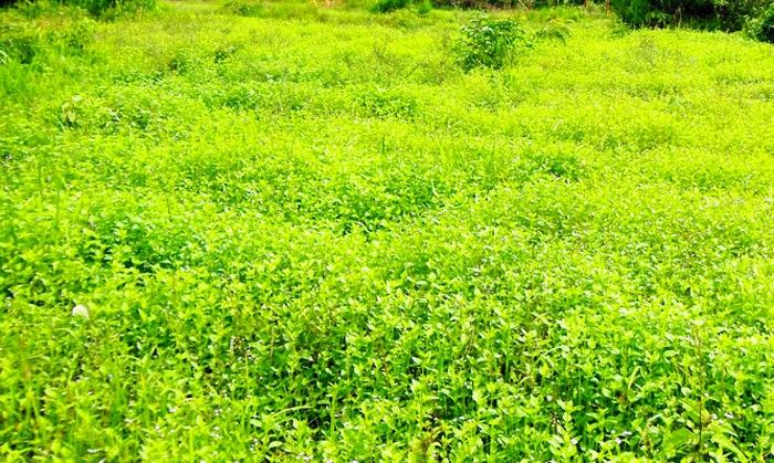 तुलसी और कालमेघ की खेती का सही समय