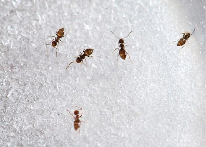 आज का नुस्खा: चींटियों को भगाने का हर्बल नुस्खा आज़माइये